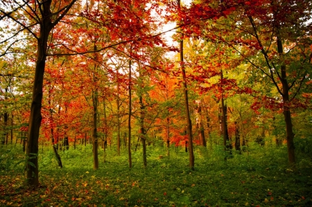 ♥ - trees, golden, nature, autumn