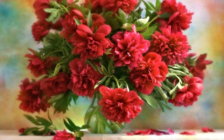 Red Peonies - nature, peony, pretty, flower