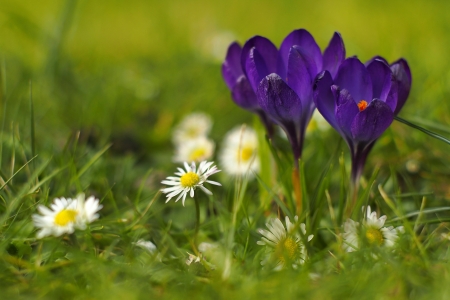 Spring flowers