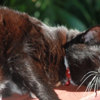 Nikki Nue Sunbaking
