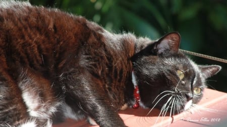 Nikki Nue Sunbaking - gorgeous, black, deck, red