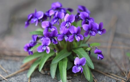 Violets - purple, green, spring, violet, flower