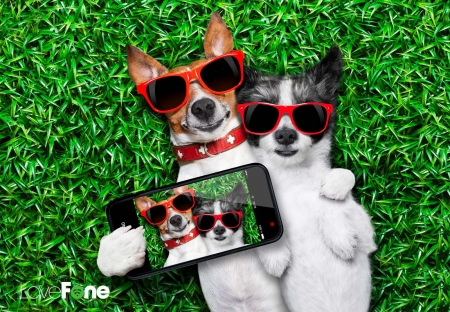 Happy Valentine's Day! - kack russell terrier, selfie, couple, puppy, valentine, sunglasses, funny, caine, phone, red, dog, green, grass, cute