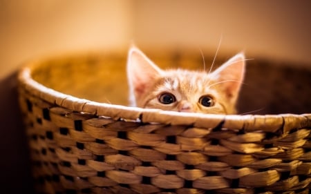 Kitten - ginger, eyes, orange, cat, basket, pisica, kitten, funny, cute