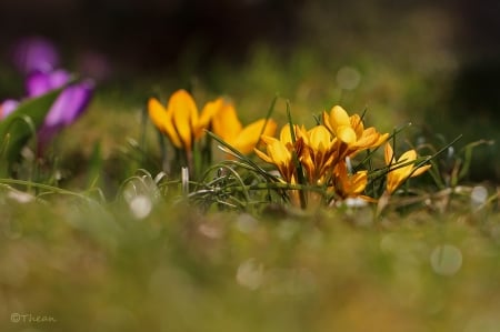 Yellow crocus - flowers, nature, yellow, grazyna, crocus, nowotna