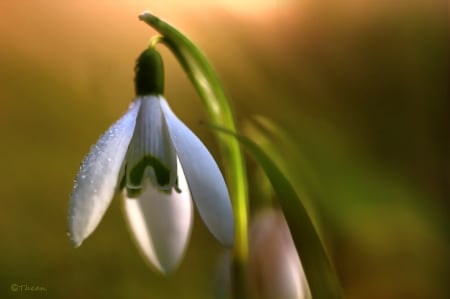 Snowdrop - flowers, snowdrop, nature, grazyna, nowotna