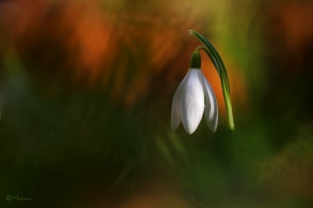 Snowdrop - flowers, snowdrop, nature, grazyna, nowotna