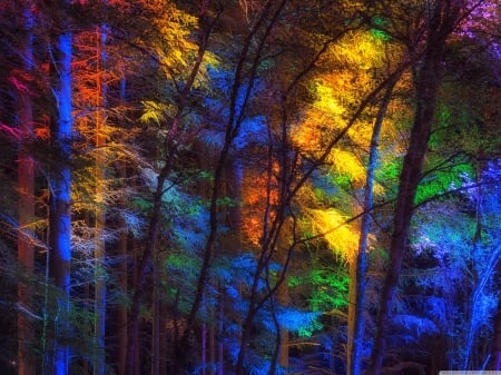 Colorful forest - nature, colorful, forest, trees