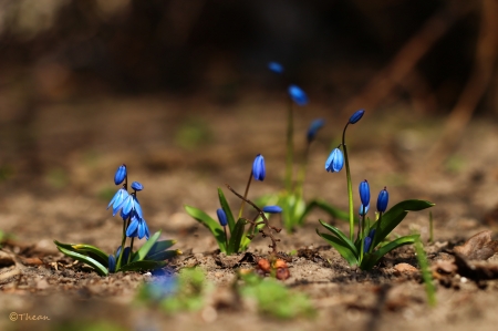 Siberian squill - nature, grazyna, nowotna, squill, spring, siberian