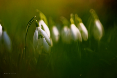 Snowdrops - grazyna, nowotna, snowrdops, flowers, spring