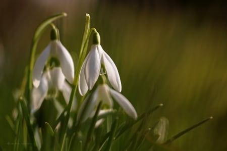 Snowdrops - grazyna, nowotna, snowdrops, flowers, spring