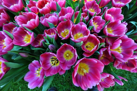 Springtime - tulips, blossoms, garden, plants, petals