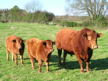 South Devon Cattle - cow, meadow, nature, calves