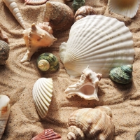 Seashells