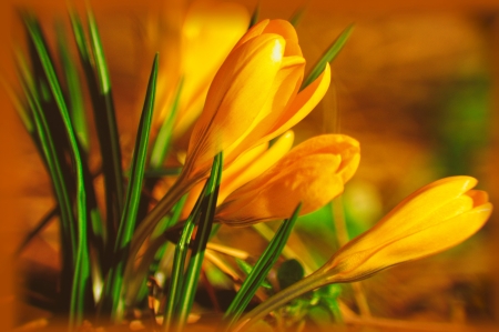 Yellow crocuses - flowers, pretty, beautiful, macro, spring, lovely, freshness