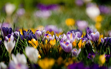 Spring - flowers, spring, crocus, joy