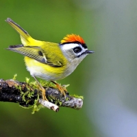 Golden Crowned  Kinglet