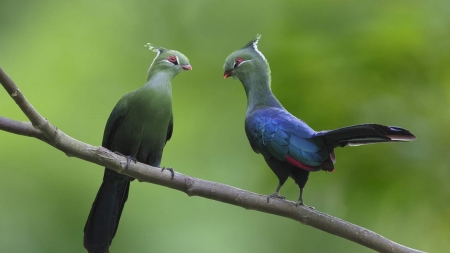 Cute Turacos Birds - turacos, birds, animal, cute, couple