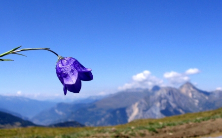 Flower of the mountain - flower of the mountain, beauty, flower, mountains