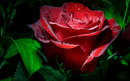 Red rose - trandafir, skin, red, green, rose