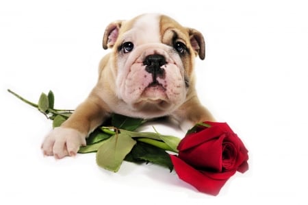 For you! - dog, animal, red, valentine, rose, cute, caine, puppy, card