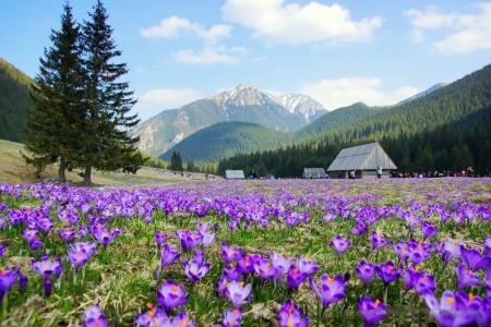 Tatra Mountains in Spring - flowers, blossoms, cabin, landscape, poland, crocus