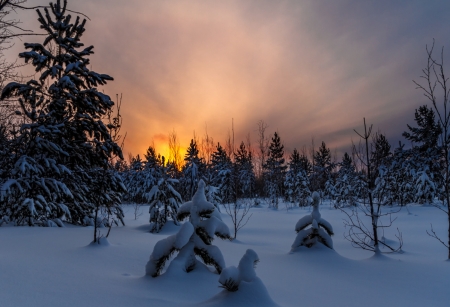 Winter Sunset - winter, tree, snow, sun