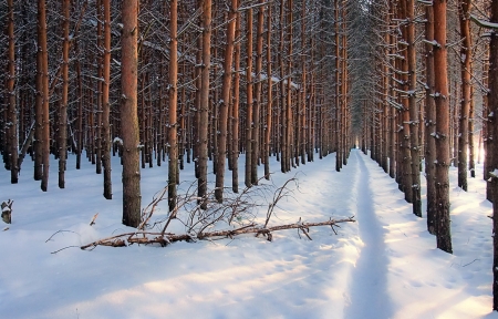 Winter Forest - winter, tree, forest, snow