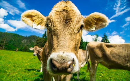 Blonde Cow - agriculture, herd, nature, meadow, sky