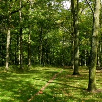 Path Of Shadows In Burnham Forest , Canada