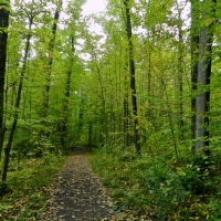 Path Of Leaves In Burnham Forest , Canada