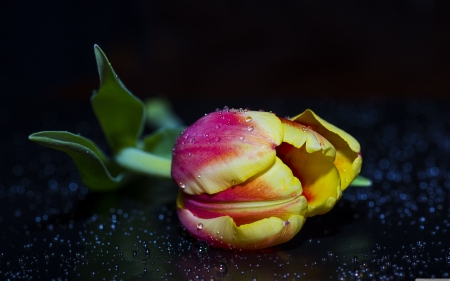 Rain Drops On Petals - purple, yellow, tulips, drops, flower, spring