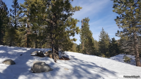 Mt.Pinos, California - california, sky, mountains, forrest, nature, pinos, snow