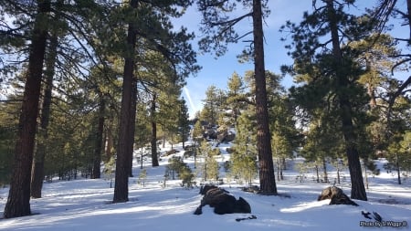 Mt. Pinos, California - pinos, nature, sky, california, mountain, snow, forrest