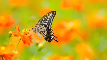 Gorgeous Butterfly - magnificent, butterfly, gorgeous, marvelous