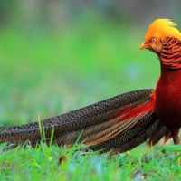 Golden Pheasant