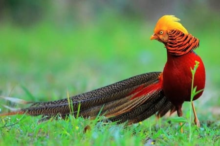 Golden Pheasant - bird, tails, animal, pheasant, golden