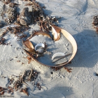 Beach Still Life