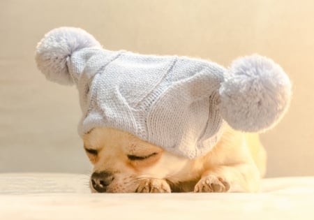 Cute puppy - hat, winter, dog, white, animal, funny, cute, caine, puppy