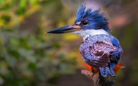 Kingfisher - bird, blue, kingfisher, cute, pasare