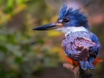 Kingfisher