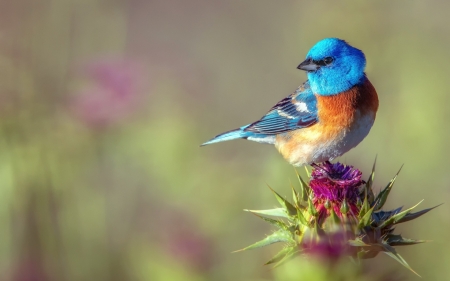 Bird - flower, pasare, bird, pink, orange, blue, green