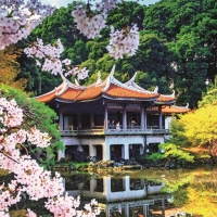 Spring Blossoms in Japan