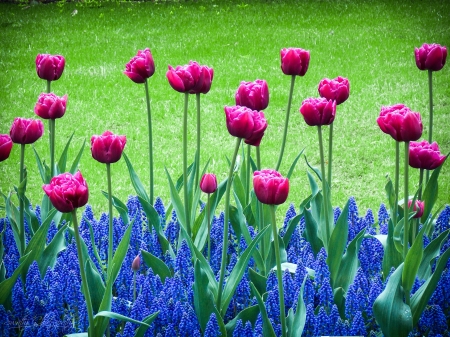 Keukenhof Park, Netherlands - hyacinths, tulips, blossoms, plants, spring