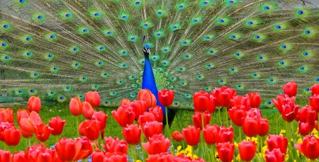 Beauty - tulips, colorful, lovely, spring, bird, peacock, pretty, beautiful, animal, flowers