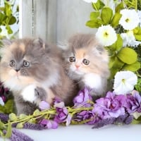 Cute grey kittens