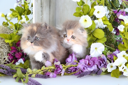 Cute grey kittens - cute, flowers, sweet, adorable, pets, room, friends, floral, persian, fluffy