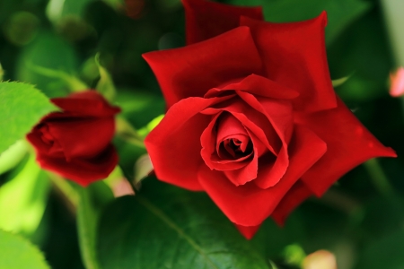 Rose - trandafir, red, green, summer, rose, flower