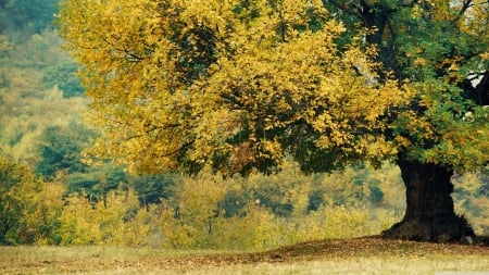 Yellow Tree - landscape, yellow, nature, tree