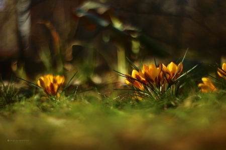 Yellow crocus - flowers, yellow, photography, spring, grazyna, crocus, nowotna